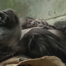 Una madre gorila