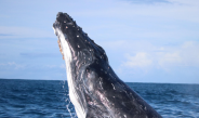 Disfrutar de las ballenas en la Patagonia argentina
